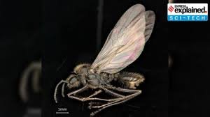 Scientists Uncover Ant Queens That Give Birth Across Species