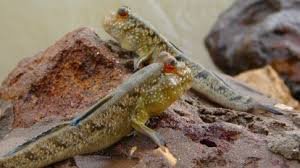 Meet the Mudskipper: Nature’s Walking Fish