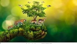 Rare Pallas’s Cat Spotted in Arunachal Pradesh: A New Chapter for India’s Himalayan Wildlife